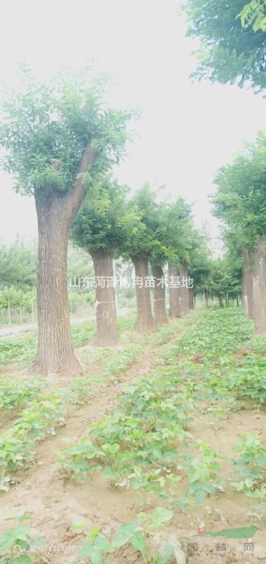 高桿大規(guī)格國槐哪里有   50公分高桿國槐有量批發(fā)零售