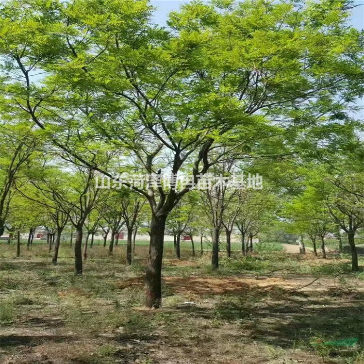 15公分國(guó)槐樹(shù)規(guī)格全 報(bào)價(jià)低  當(dāng)?shù)貒?guó)槐苗成活率高