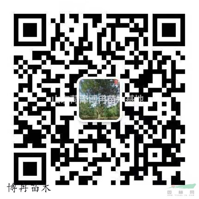 8公分國槐估價(jià)   山東國槐參考價(jià)  國槐裝車價(jià)