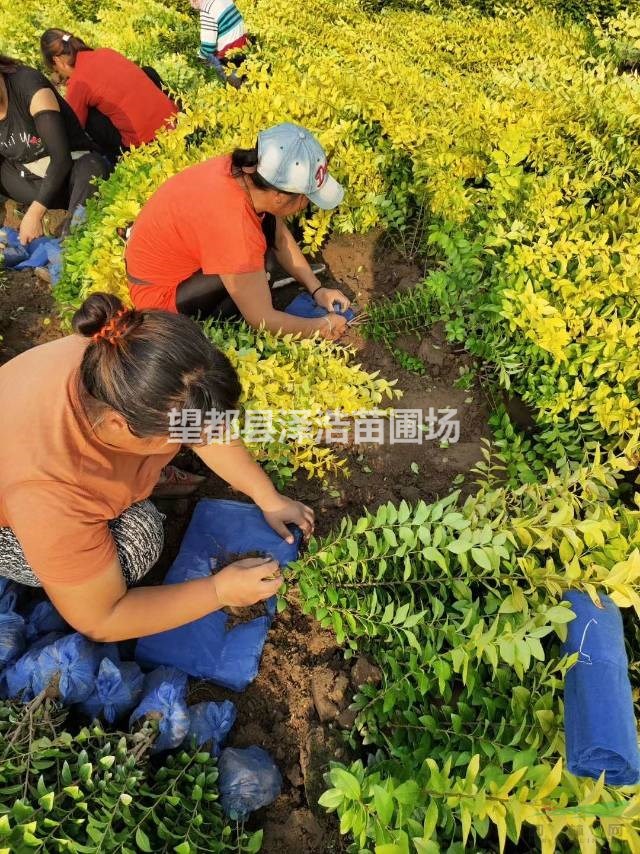 金葉女貞河北保定正宗金葉女貞行情走勢預(yù)測金葉女貞多少錢？