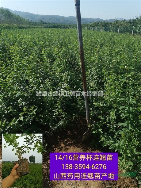 山西出售500万株连翘苗//连翘苗求购+采购+基地价格