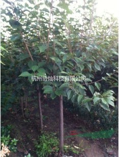 供19公分櫻花20公分櫻花22公分櫻花25公分櫻花28公分