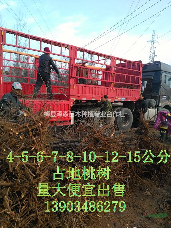 占地桃樹價格=10公分-12公分-15公分-18公分占地桃樹
