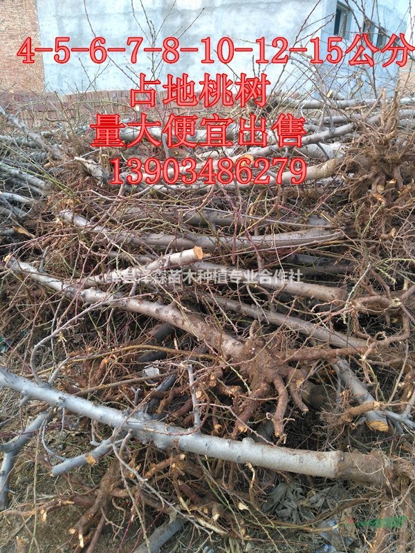 占地桃樹價格=10公分-12公分-15公分-18公分占地桃樹