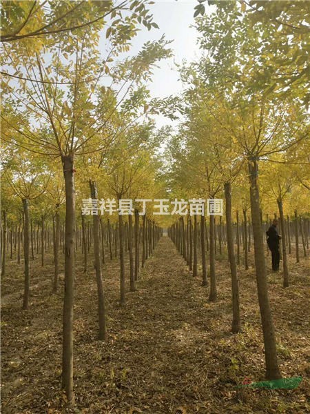金枝槐6-8-10公分/黃金槐價格 看苗訂貨