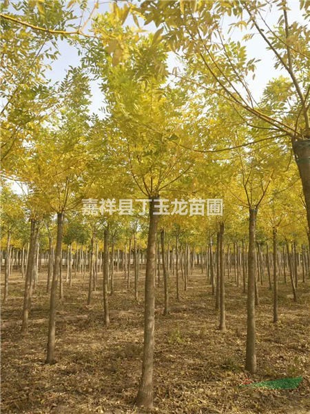 金枝槐6-8-10公分/黃金槐價格 看苗訂貨