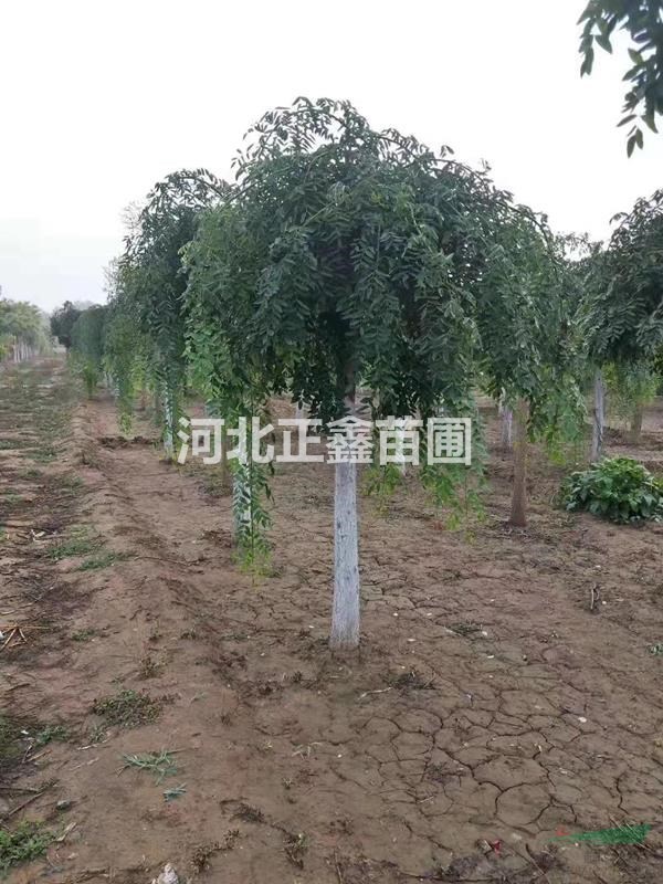 近期10公分龍爪槐價(jià)格 10公分龍爪槐多少錢