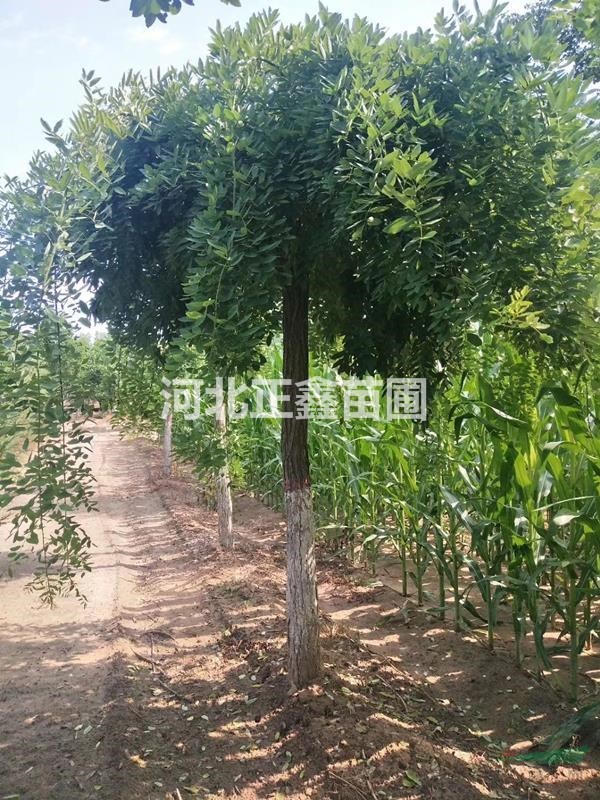 近期10公分龍爪槐價(jià)格 10公分龍爪槐多少錢