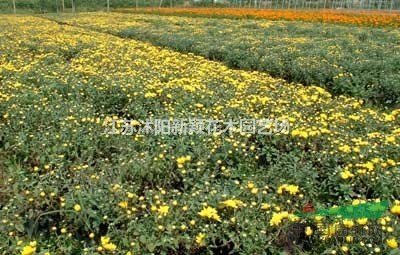 国庆菊杯苗出售 苗国庆菊 时令花杯苗