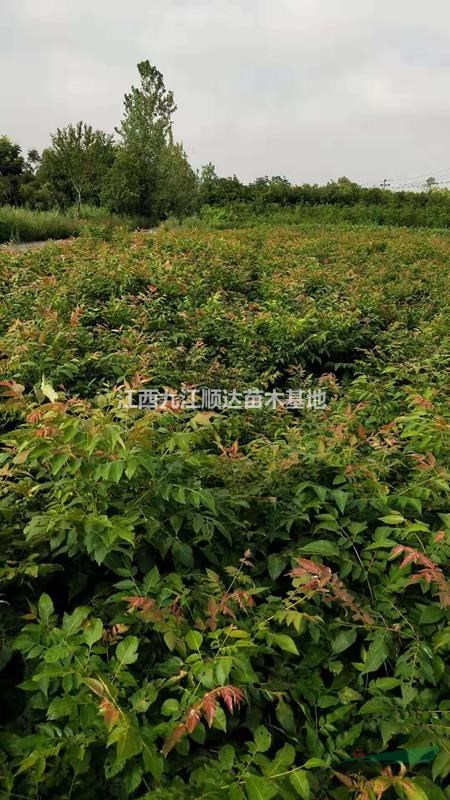 江西九江黃山欒樹小苗哪里好/九江黃山欒樹小苗哪家便宜