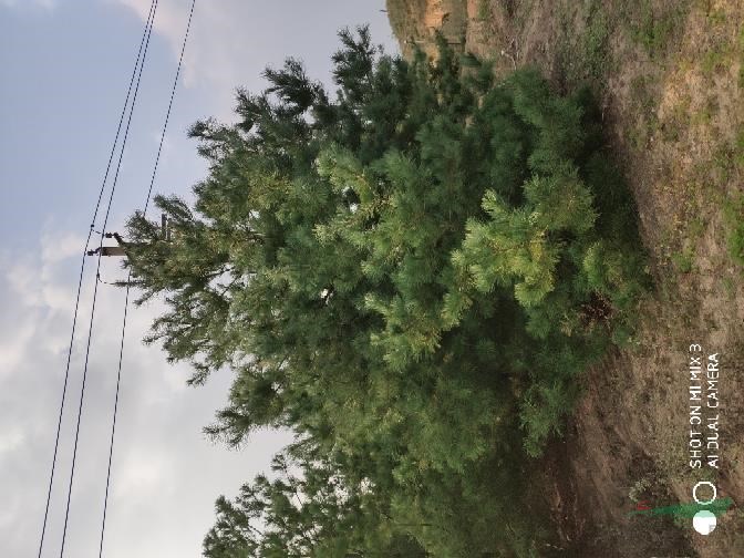 四米到五米的華山松一級(jí)好貨有量！