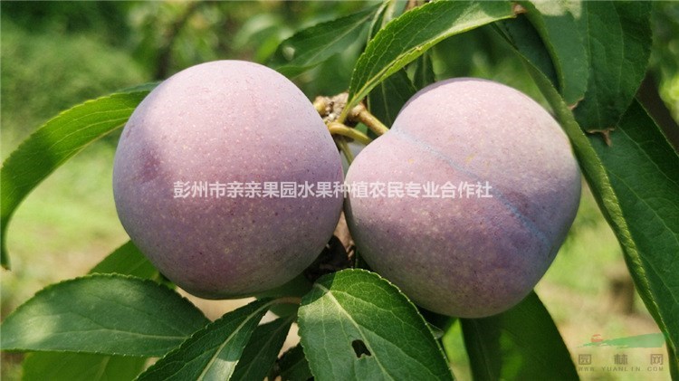脆紅李幼苗基地 ，脆紅李幼苗多少錢一株