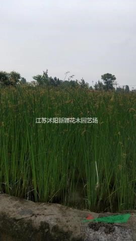 江苏供应水葱规格齐全