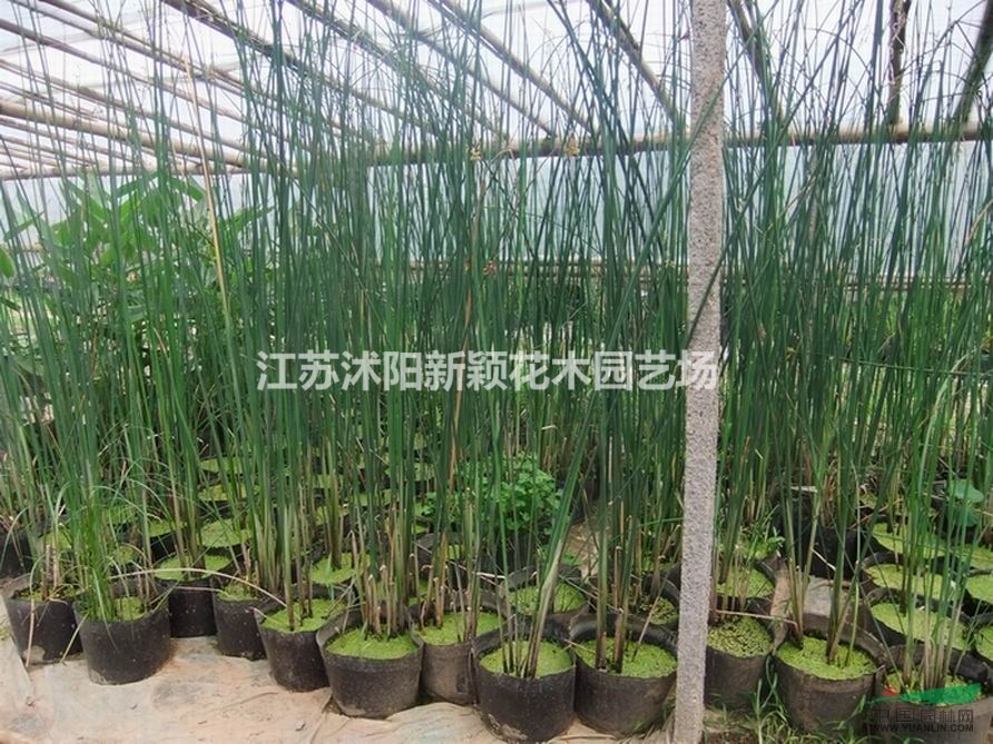 江苏供应水葱规格齐全