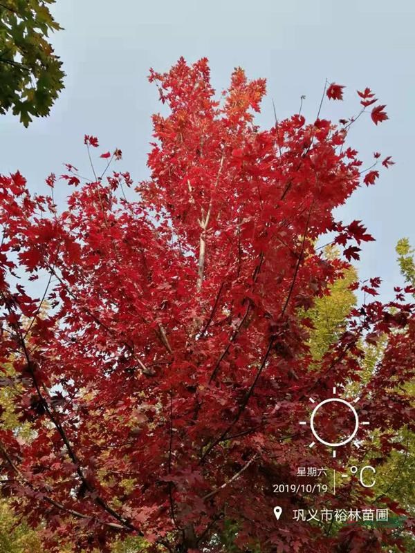 鄭州供 13公分美國紅楓秋火焰