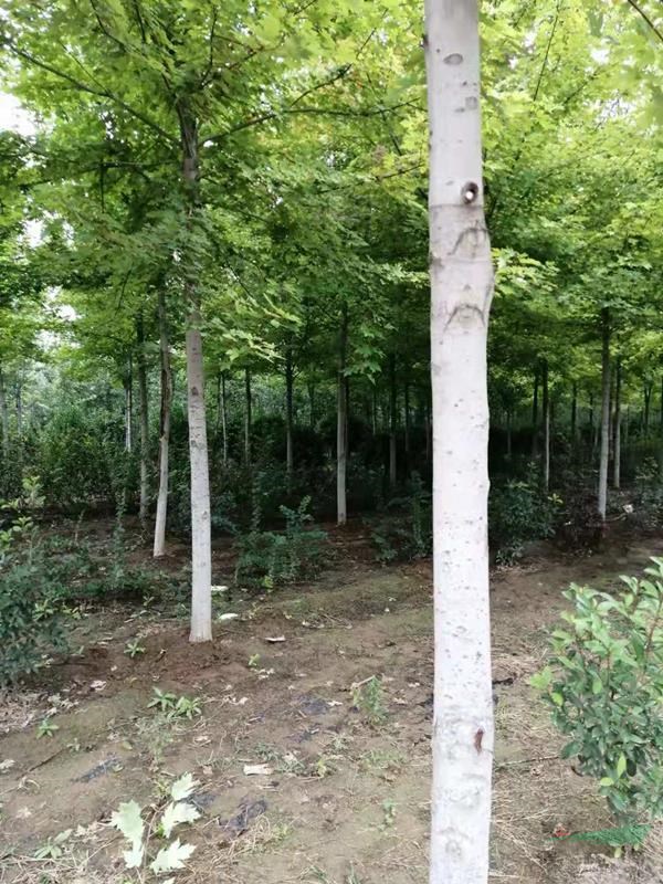 鄭州供 13公分美國紅楓秋火焰
