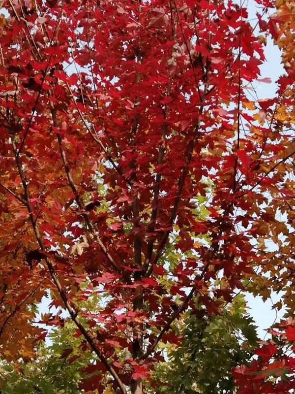 美國(guó)紅楓--鞏義市彩色苗木基地供5公分美國(guó)紅點(diǎn)紅楓