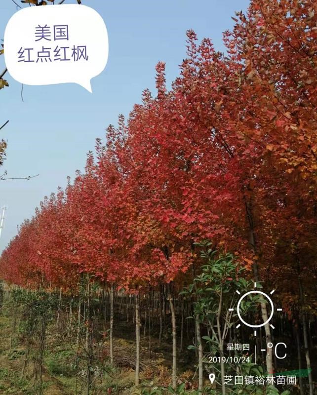 美國(guó)紅楓--鞏義市彩色苗木基地供5公分美國(guó)紅點(diǎn)紅楓