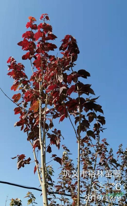 鄭州供3-6公分三角楓名優(yōu)新品種---金陵紅楓