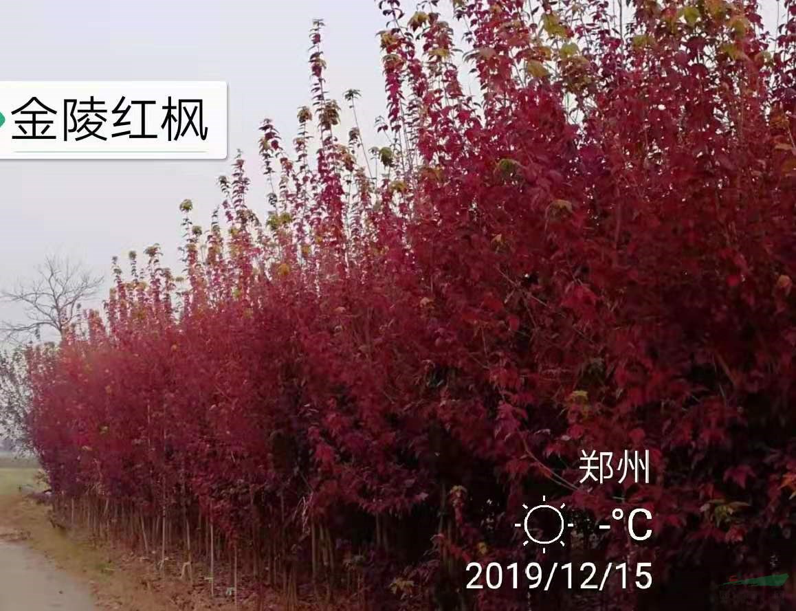 鄭州供3-6公分三角楓名優(yōu)新品種---金陵紅楓