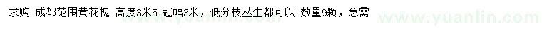 求購高3.5米黃花槐