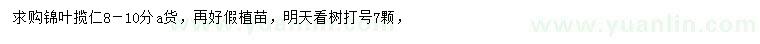 求購8-10公分錦葉攬仁