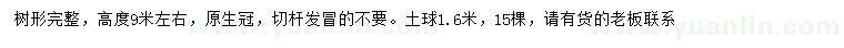 求購30公分饅頭柳