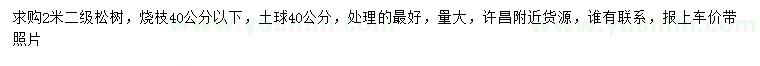求購2米松樹