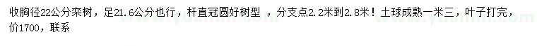 求購胸徑22公分欒樹