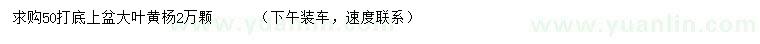 求購50公分打底大葉黃楊
