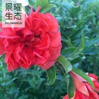 江蘇景曜生態(tài)苗木基地/供應(yīng)/花石榴/圖片/產(chǎn)地直銷(xiāo)/批發(fā)價(jià)格