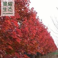 江蘇景曜生態(tài)/基地供應(yīng)/美國(guó)紅楓/圖片/產(chǎn)地直銷/批發(fā)價(jià)格