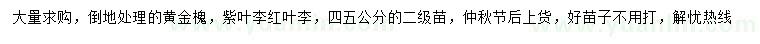 求購黃金槐、紫葉李、紅葉李