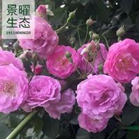 江蘇景曜生態(tài)苗木基地/低價(jià)供應(yīng)/薔薇/圖片/價(jià)格/產(chǎn)地直銷