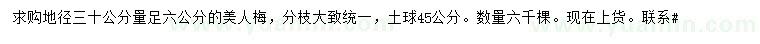 求購30公分量6六公分美人梅