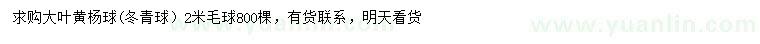 求購2米大葉黃楊球(冬青球）