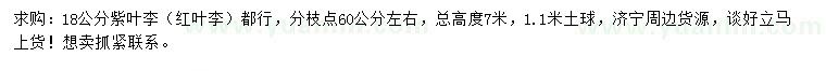 求購18公分紫葉李、紅葉李