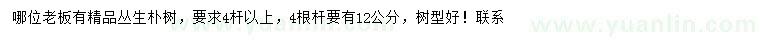 求購12公分叢生樸樹