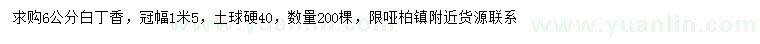 求購6公分白丁香