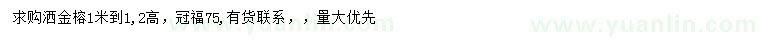 求購高1-1.2米灑金榕