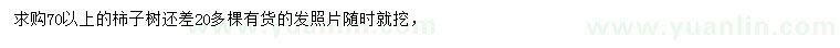 求購70公分以上柿子樹