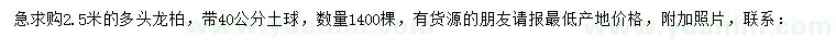 求購(gòu)2.5米多頭龍柏