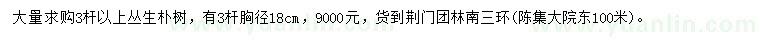 求購3桿以上叢生樸樹