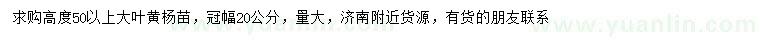 求購高50公分以上大葉黃楊