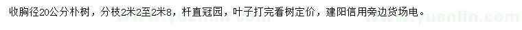 求購胸徑20公分樸樹
