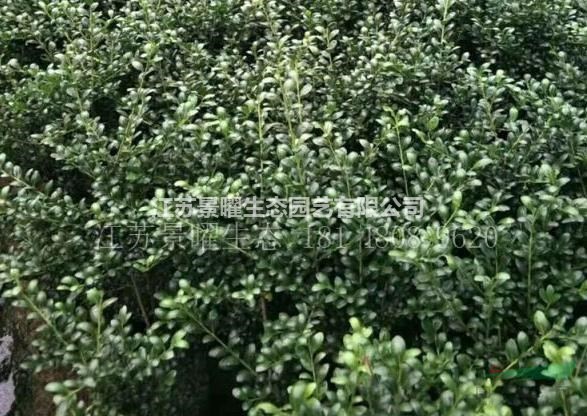 龜甲冬青的產(chǎn)地在哪里/哪里便宜/江蘇景曜生態(tài)基地直銷價格圖片