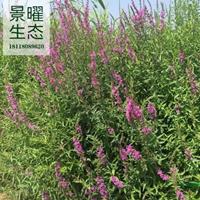 江蘇景曜生態(tài)園藝千屈菜圖片/江蘇景曜生態(tài)園藝千屈菜報(bào)價(jià)