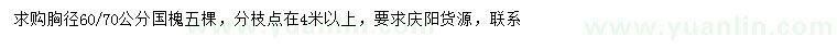 求購胸徑60、70公分國槐