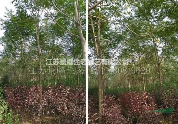 千頭椿產(chǎn)地在哪里/哪里便宜/江蘇景曜生態(tài)基地直銷批發(fā)價格圖片