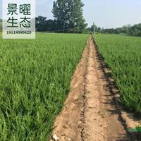 小龍柏產(chǎn)地在哪里/哪里便宜/江蘇景曜生態(tài)基地直銷批發(fā)價(jià)格圖片